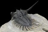 Excellent Kayserops megaspina Trilobite - Bou Lachrhal, Morocco #154302-6